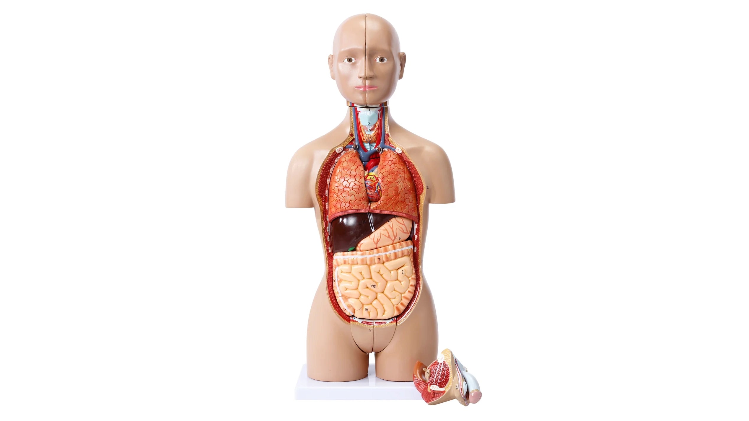 Meget detaljeret mini torso med 15 udtagelige dele og kønsorganer fra mand og kvinde - eAnatomi