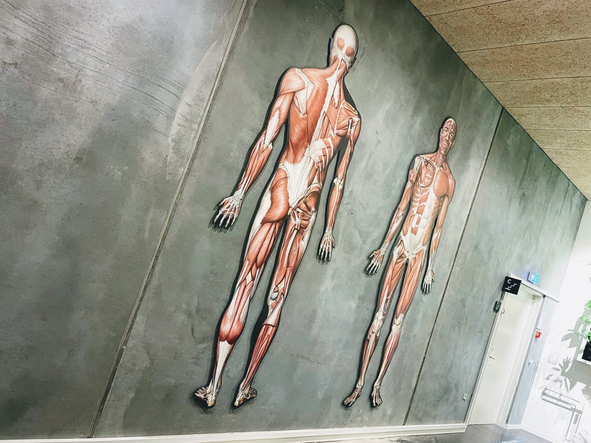 2 og 3 meter høje anatomiske figurer - vi kalder det anatomisk kunst - eAnatomi