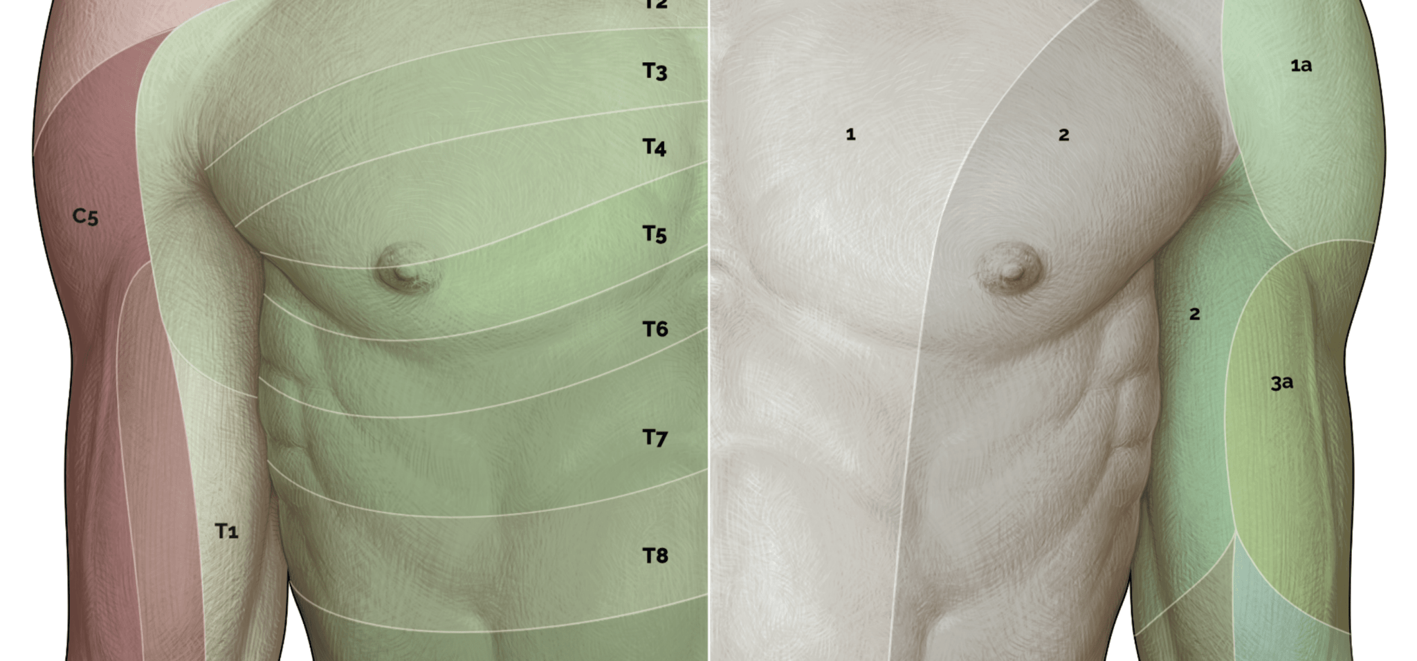 Dermatomer og kutane innervationsområder - eAnatomi