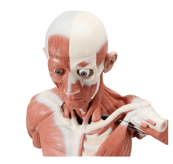 Muskelmodeller - eAnatomi