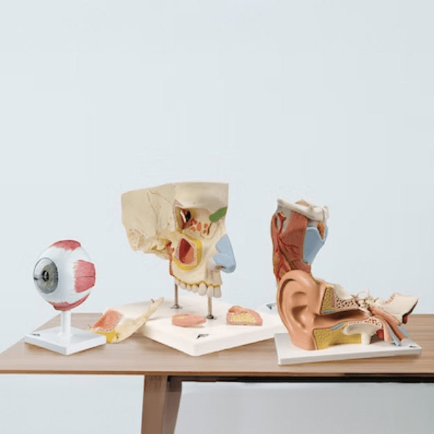 Sanseorganerne - eAnatomi