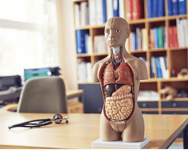 Organdukker / helkropsmodeller - eAnatomi