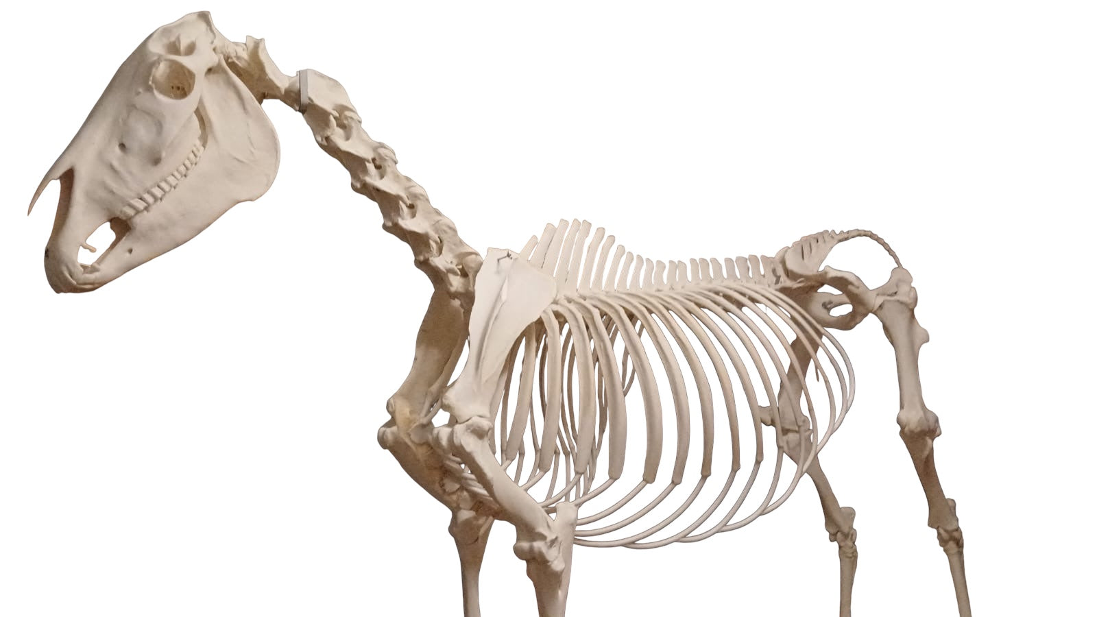 Veterinær modeller eAnatomi