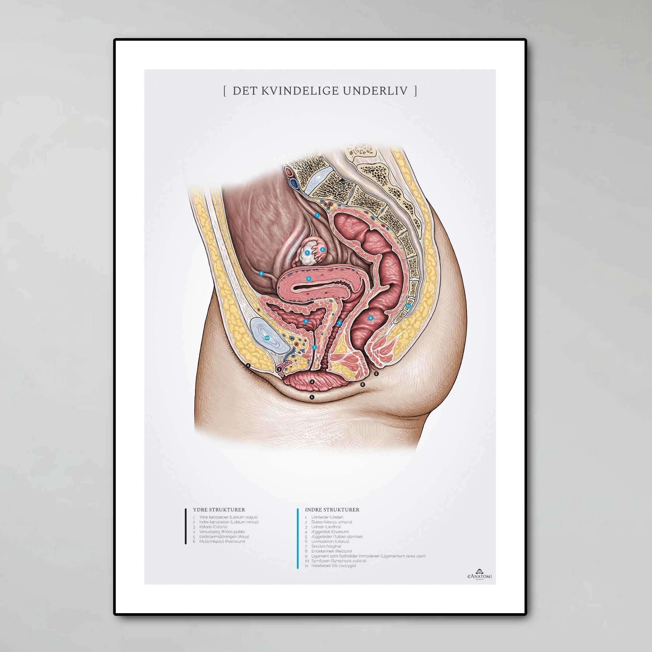 Kønsorganer, graviditet & fødsel - eAnatomi