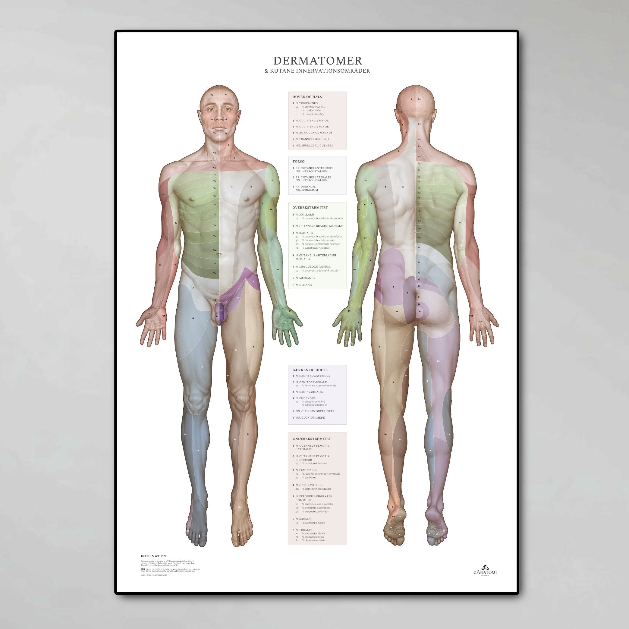 Hjernens anatomi og nervesystemet - eAnatomi