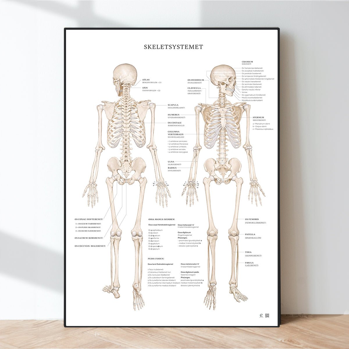Skelettet - eAnatomi