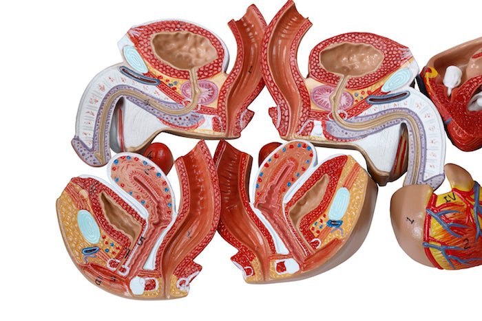 Torso, begge køn, 15 dele, 40 cm - eAnatomi