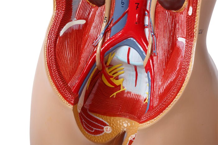 Torso, begge køn, 15 dele, 40 cm - eAnatomi