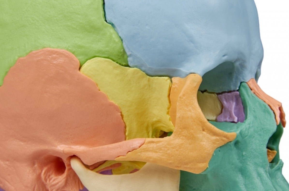 Let adskilligt pædagogisk kranie, 22 dele - eAnatomi