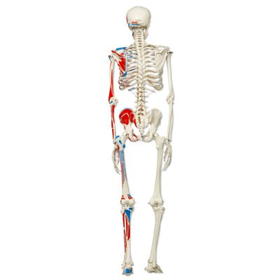 Standard skelet m. muskelangivelser, 177 cm - eAnatomi