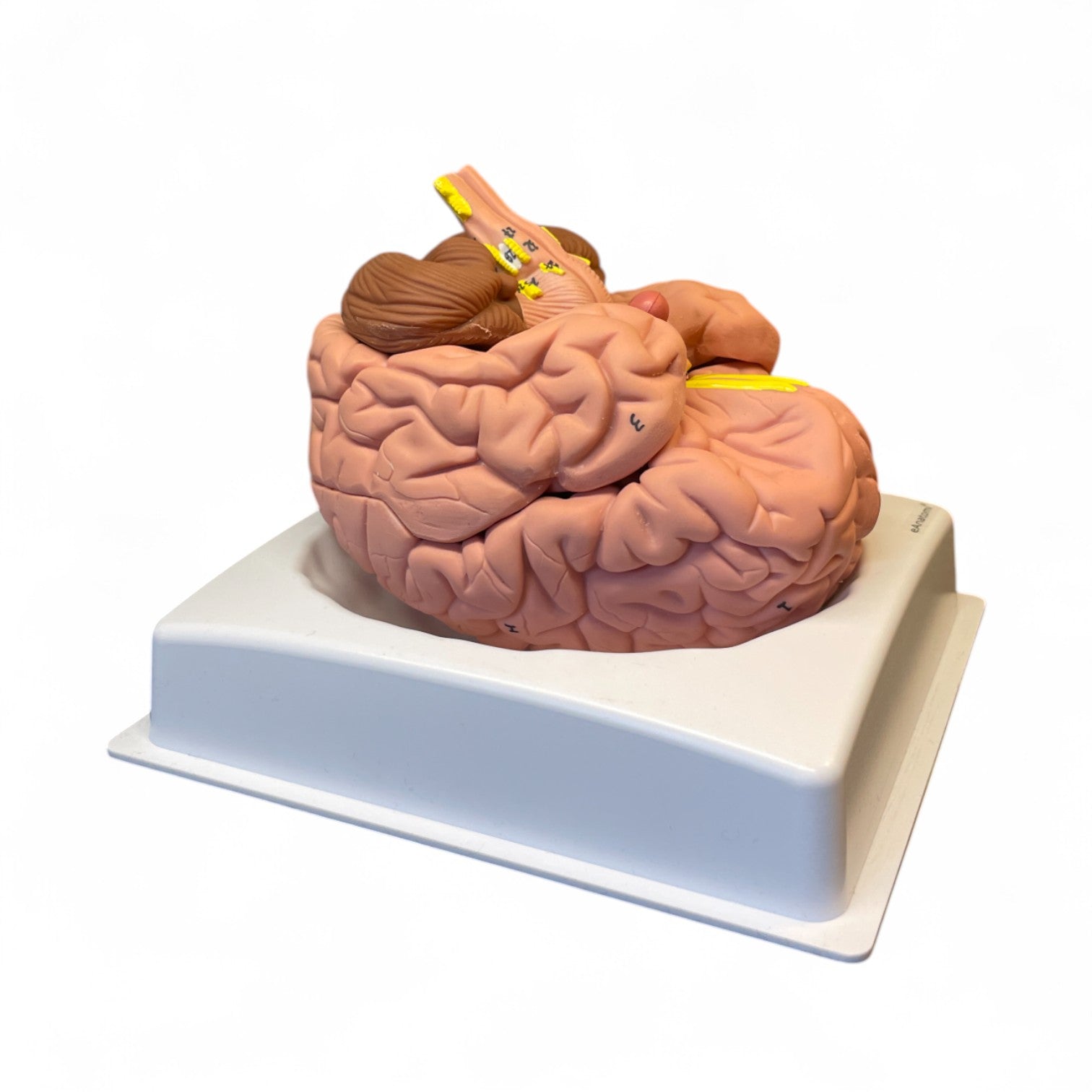 Brain, 8 parts