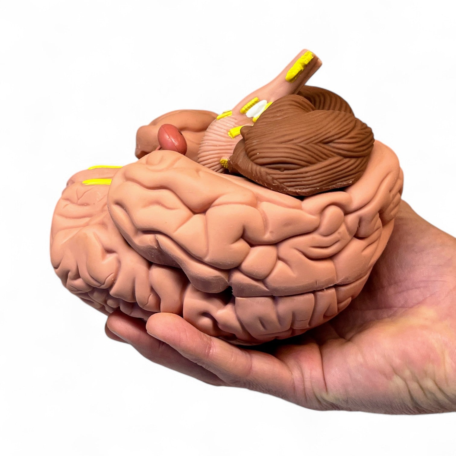 Brain, 8 parts