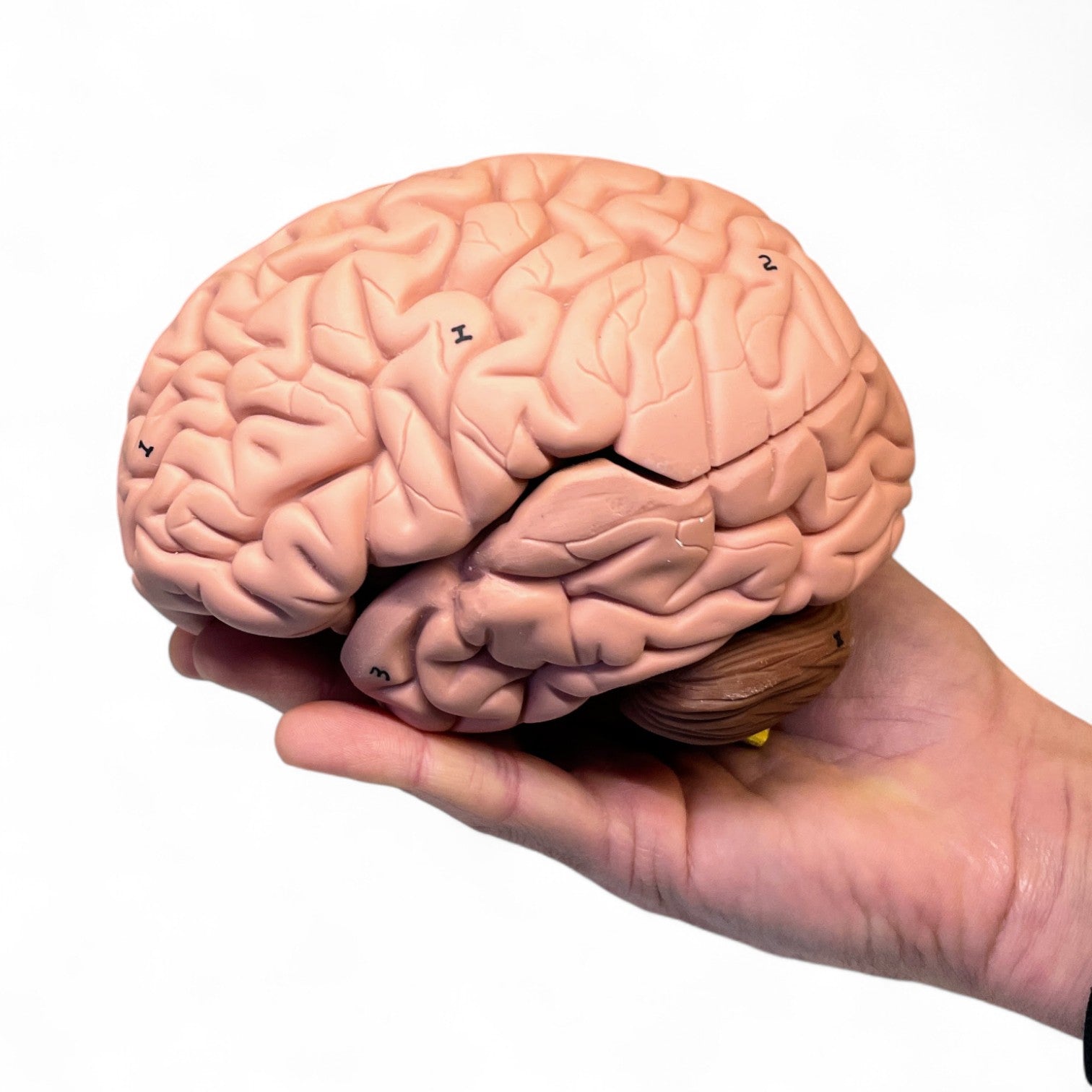 Brain, 8 parts