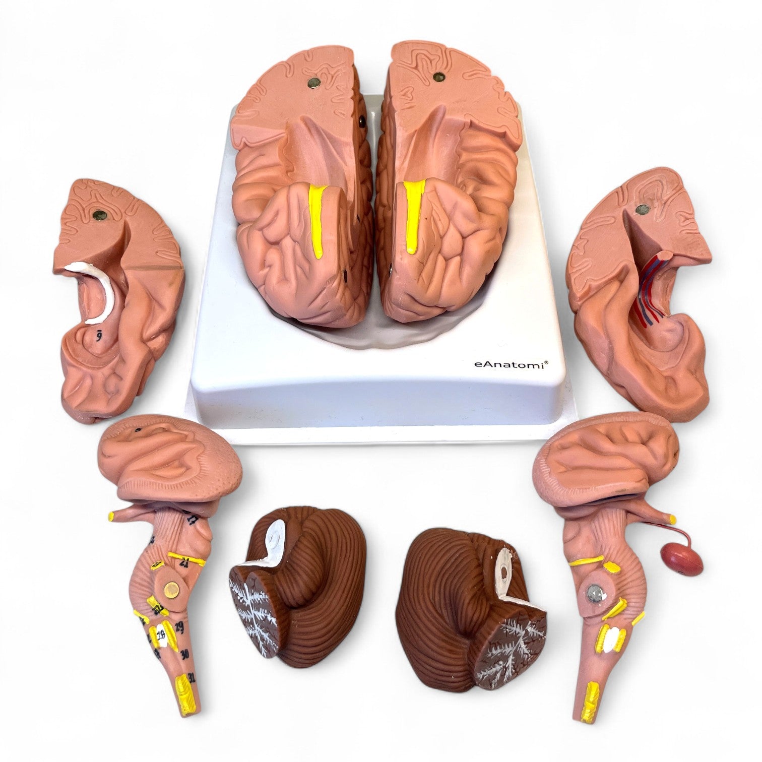 Brain, 8 parts