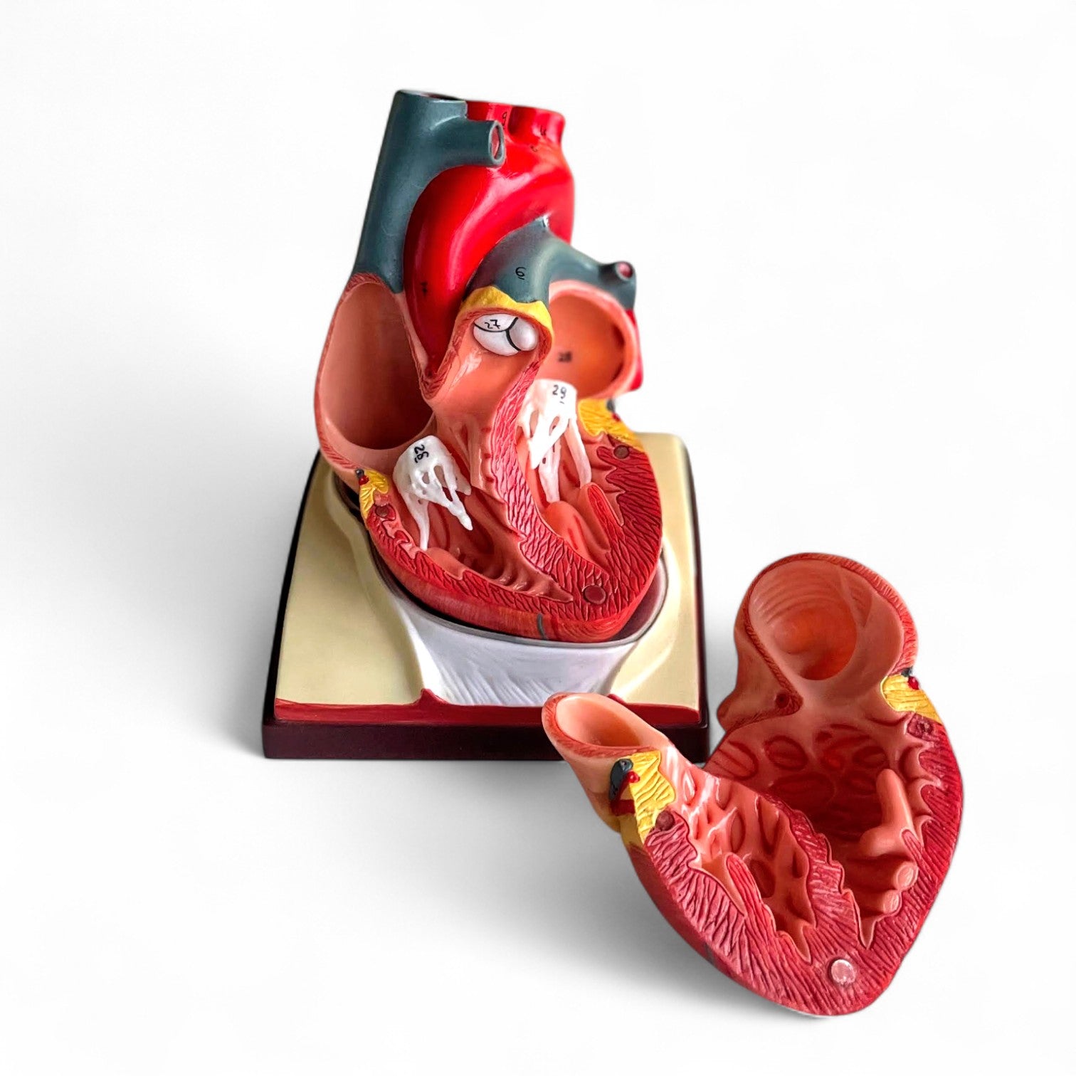 Hjerte m. pericardium, anatomisk model
