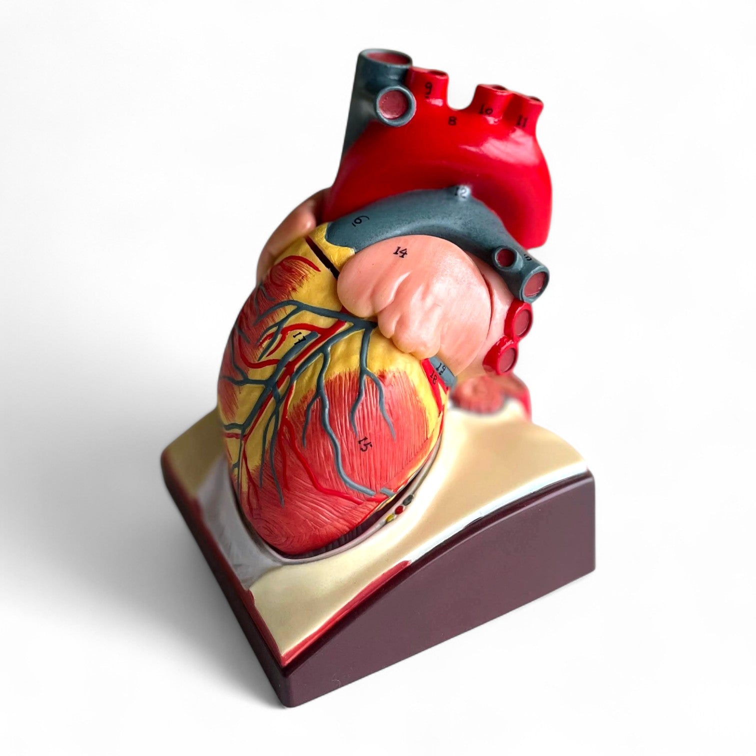 Hjerte m. pericardium, anatomisk model