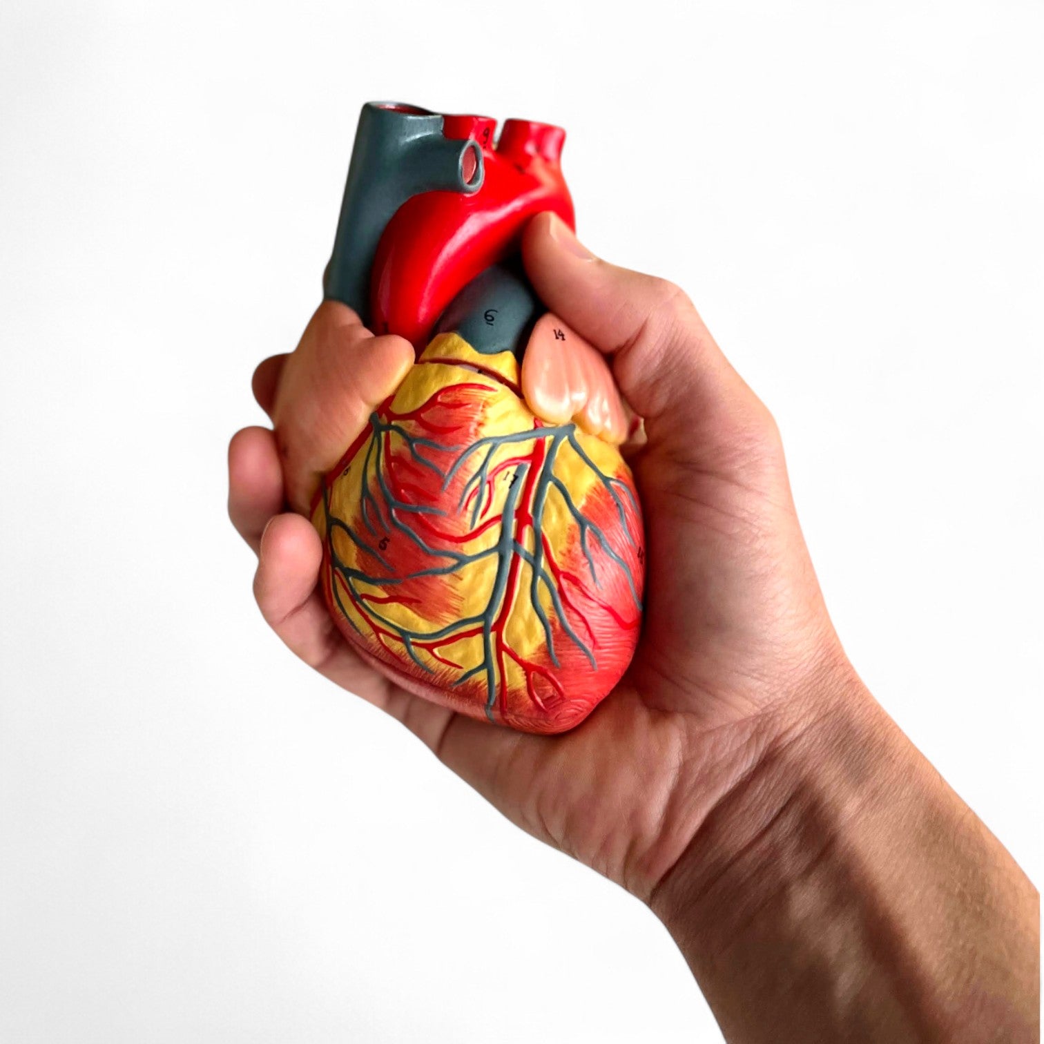 Hjerte m. pericardium, anatomisk model