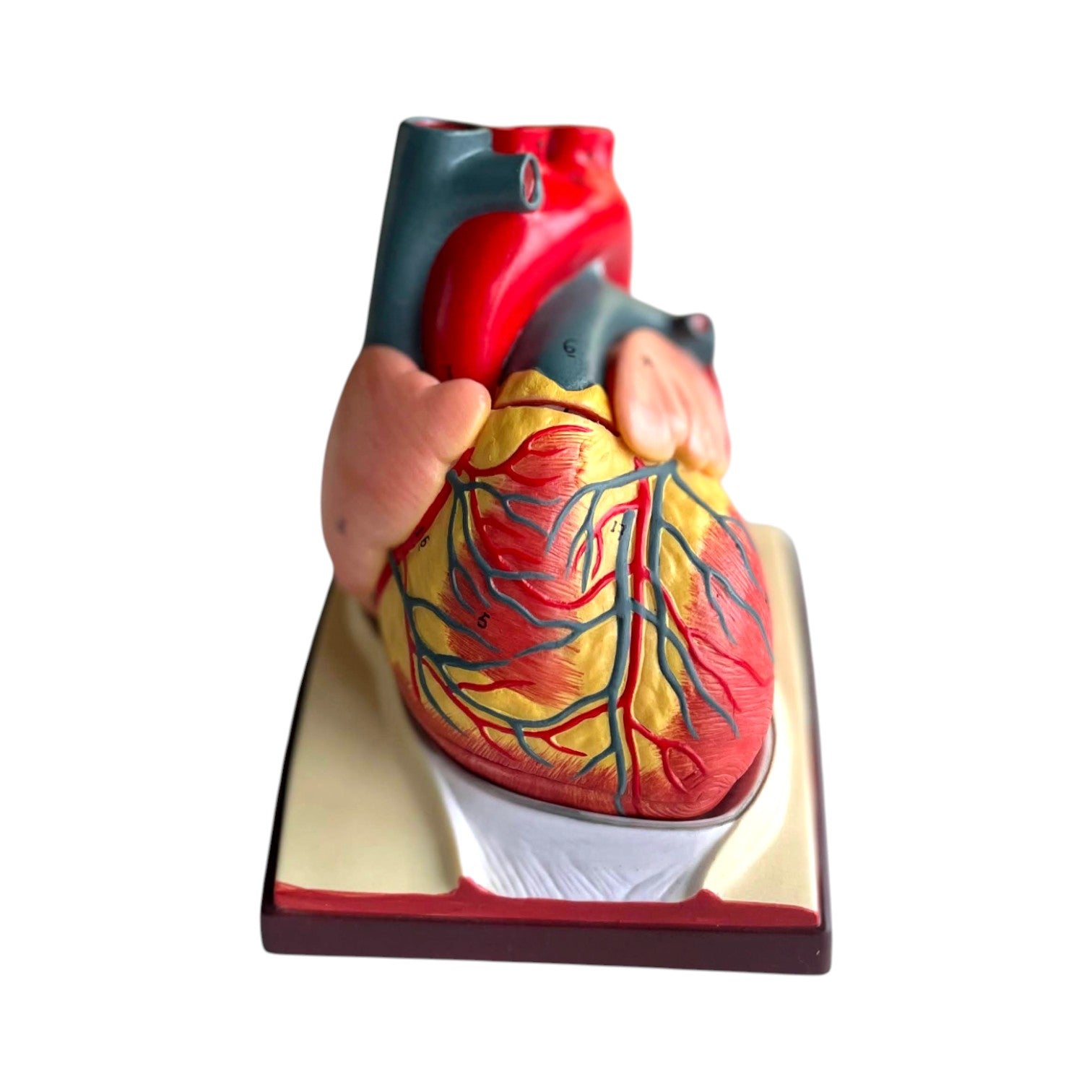Hjerte m. pericardium, anatomisk model