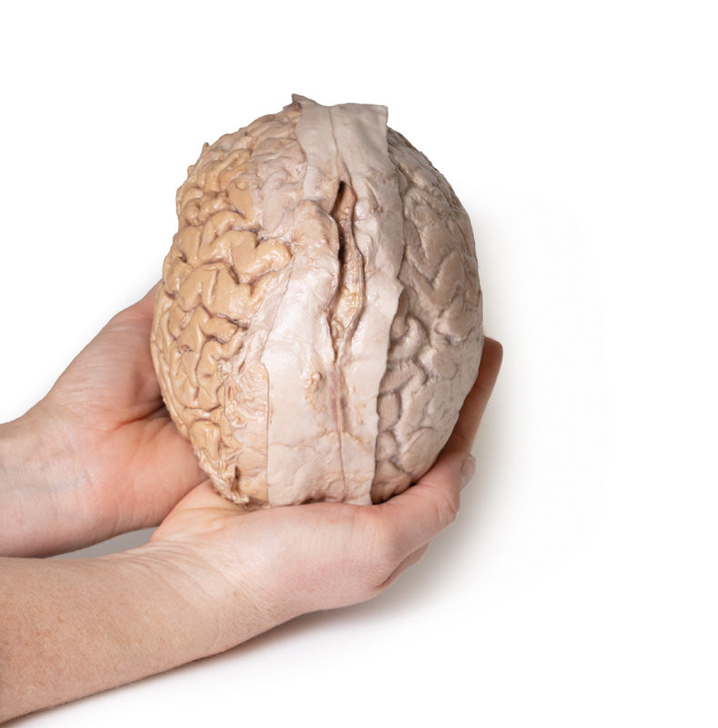 Hjerne (Cerebrum)