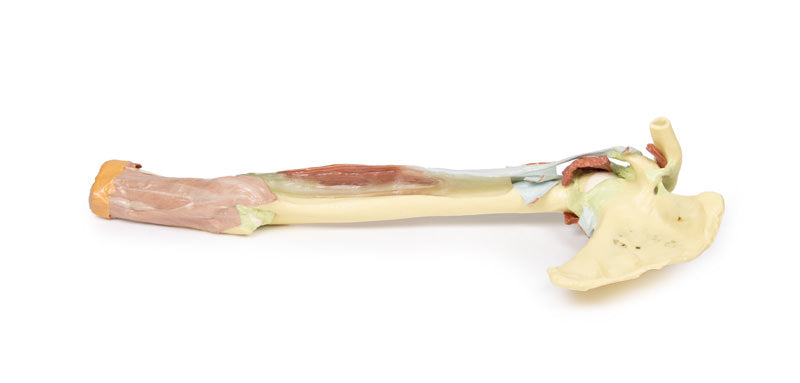 Overekstremitet - biceps, knogler og ledbånd