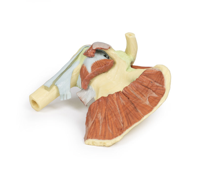 Skulder - dyb dissektion af højre skulderbælte, bevaring af en komplet scapula, lateral kraveben og proksimal humerus