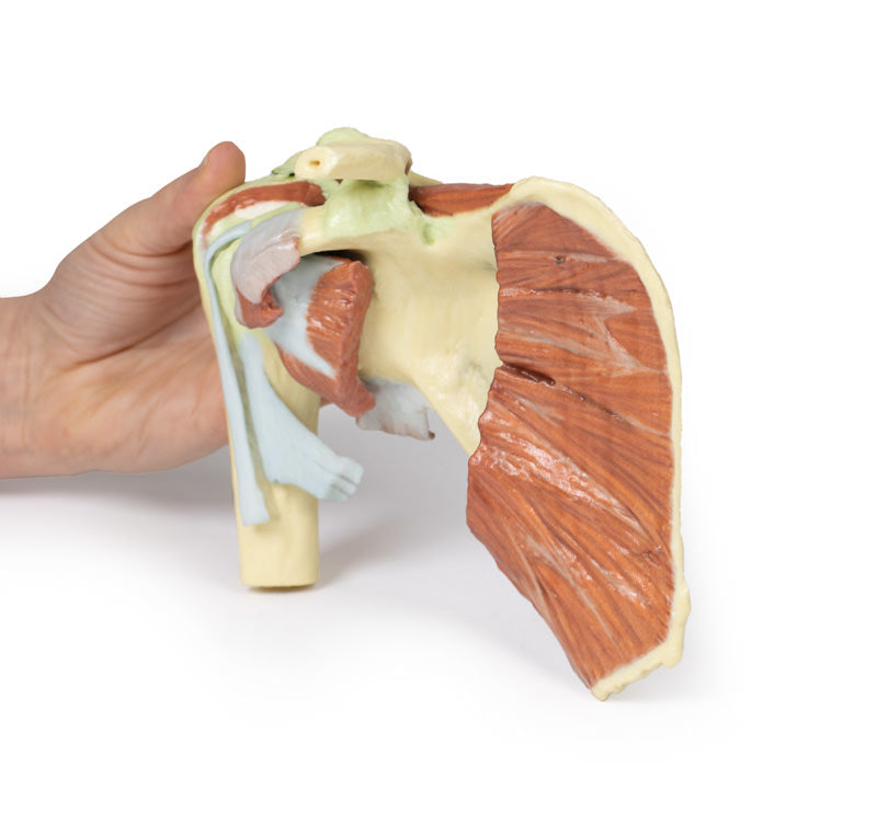 Skulder - dyb dissektion af højre skulderbælte, bevaring af en komplet scapula, lateral kraveben og proksimal humerus