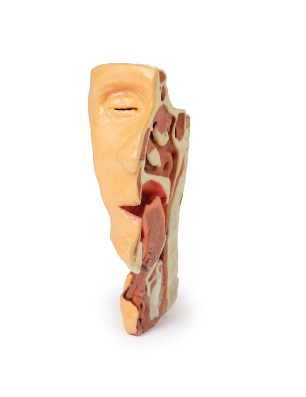 Dybt ansigt/Infratemporal fossa