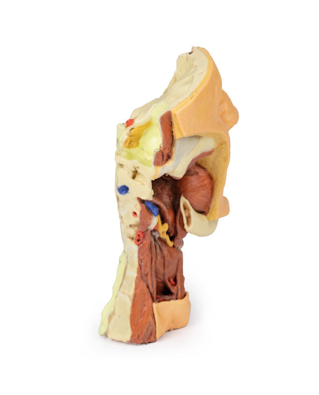 Dybt ansigt/Infratemporal fossa