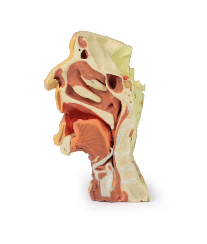 Dybt ansigt/Infratemporal fossa