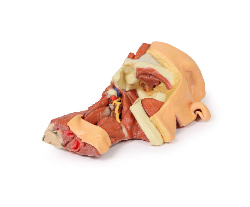Dybt ansigt/Infratemporal fossa