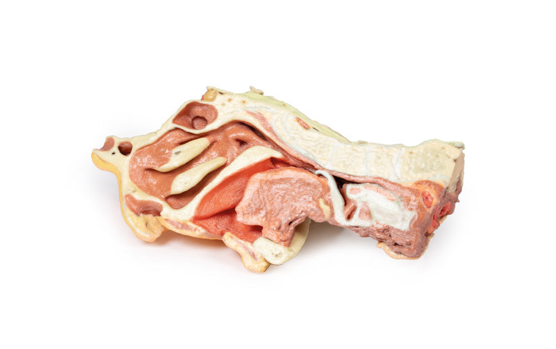 Dybt ansigt/Infratemporal fossa