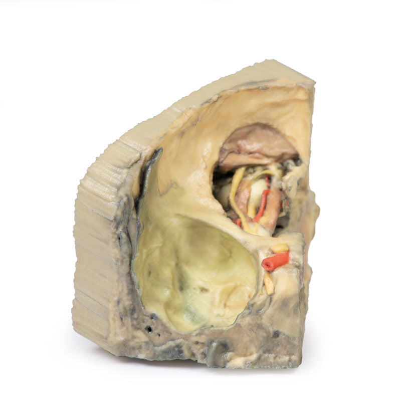 Medial kredsløb
