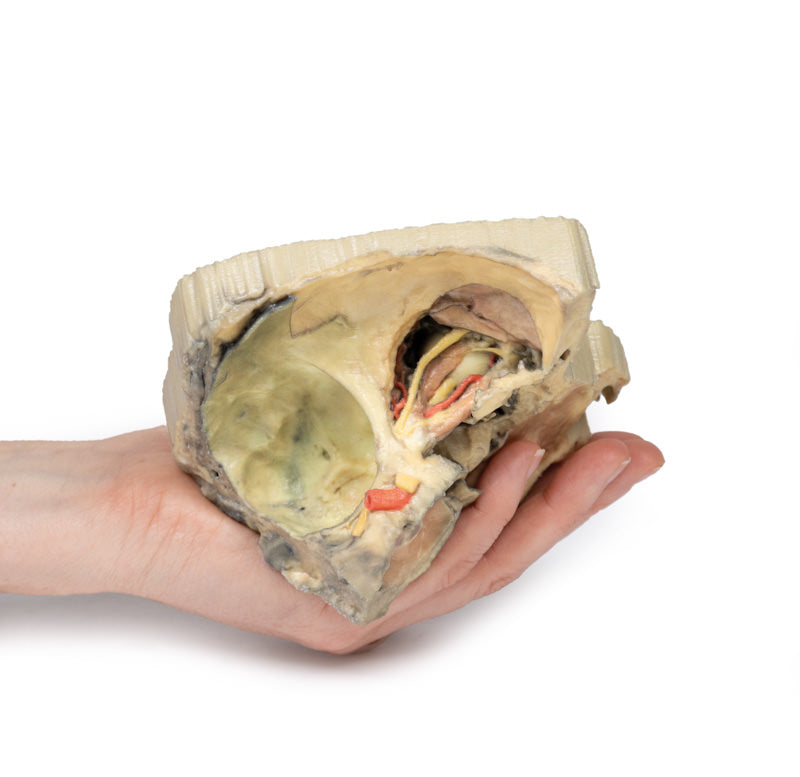 Medial kredsløb