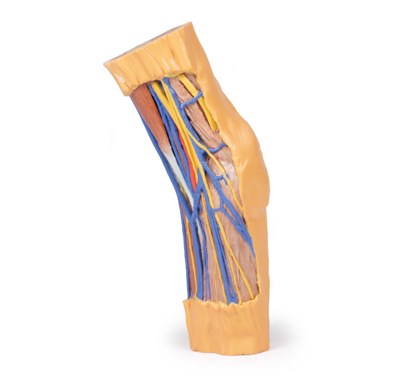 Cubital Fossa