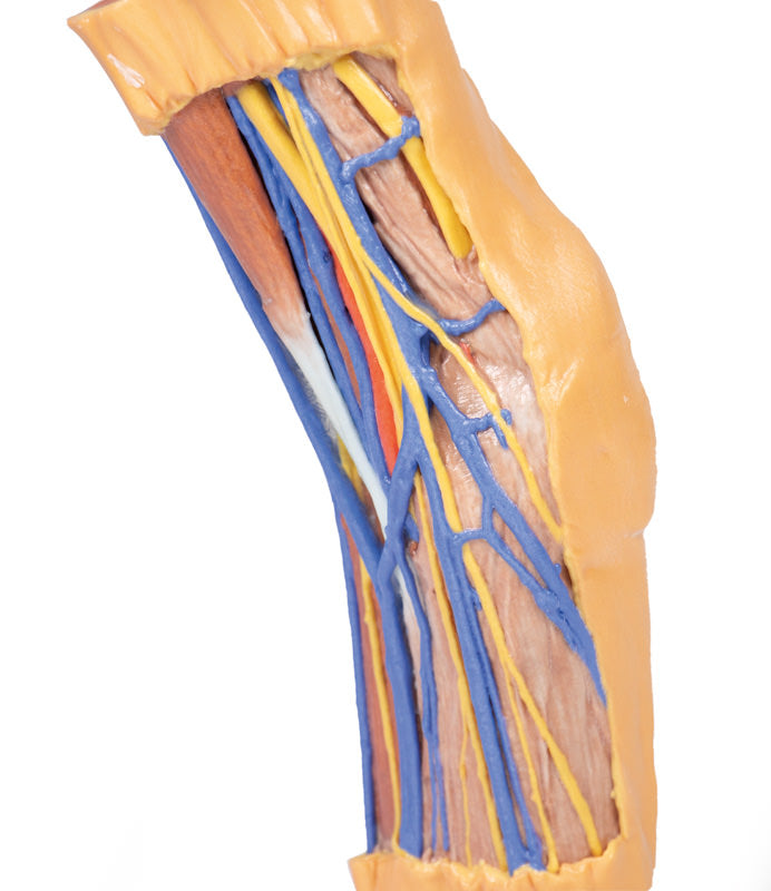 Cubital Fossa