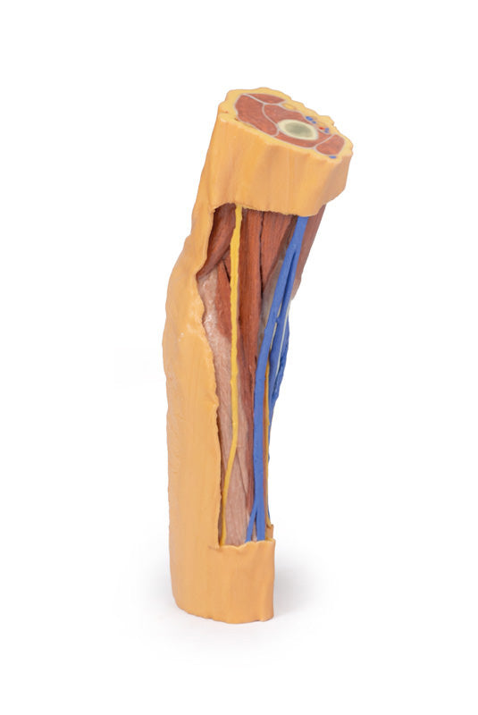 Cubital Fossa