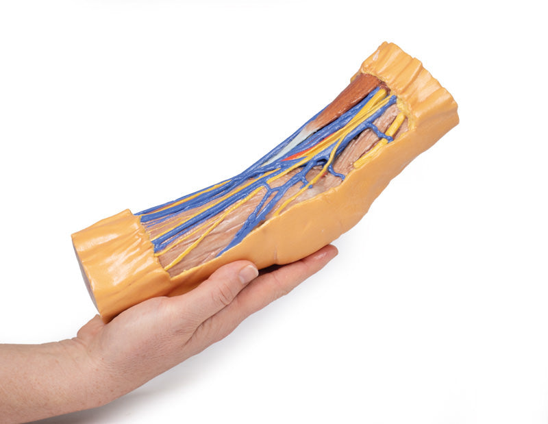 Cubital Fossa