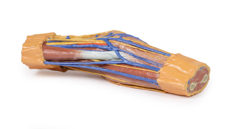 Cubital Fossa