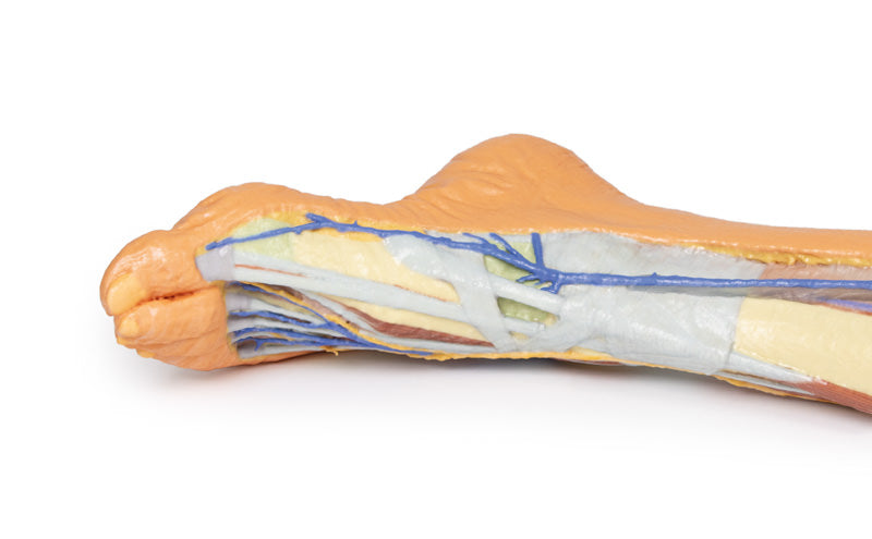 Underekstremitet – overfladisk dissektion