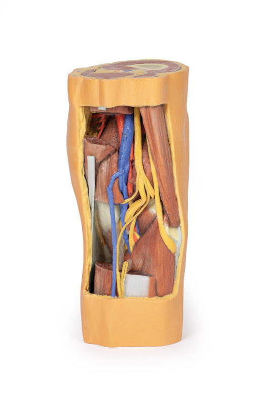 Popliteal Fossa distalt lår og proksimalt ben