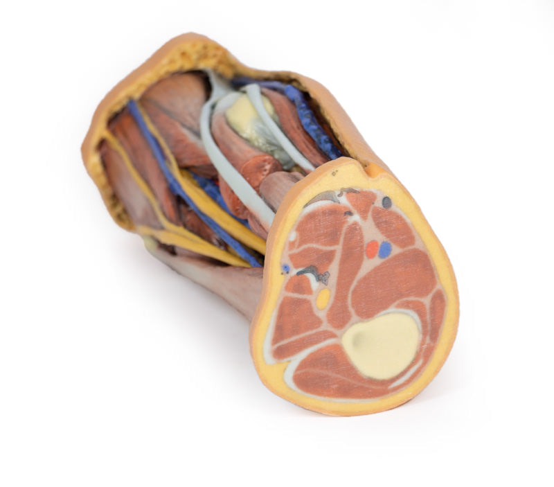 Popliteal Fossa