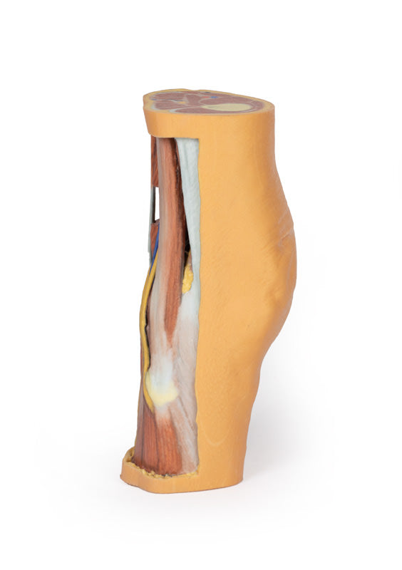 Popliteal Fossa