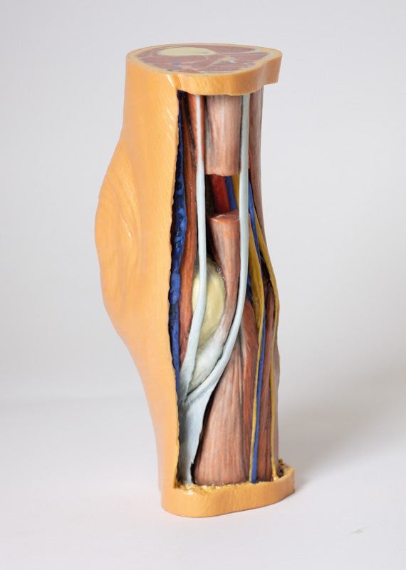 Popliteal Fossa