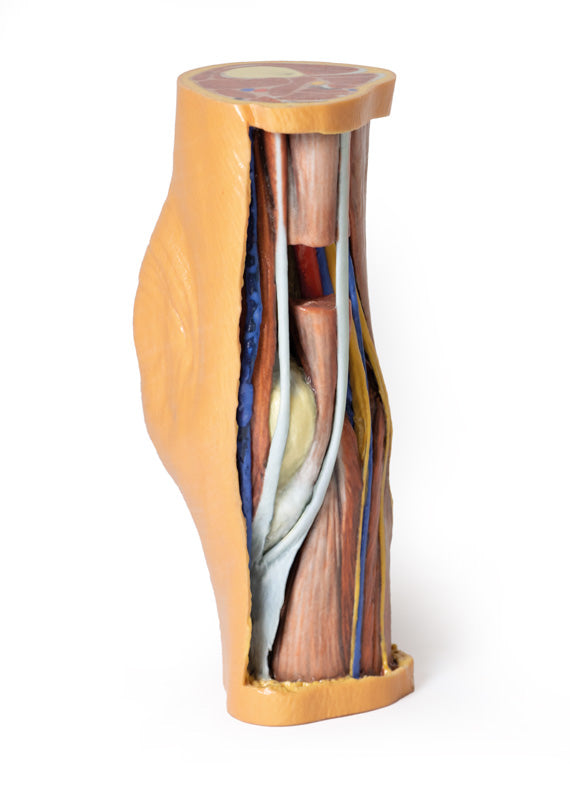Popliteal Fossa