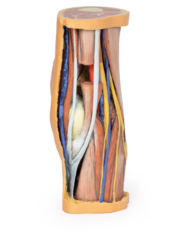 Popliteal Fossa