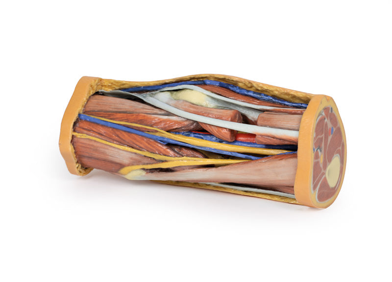 Popliteal Fossa