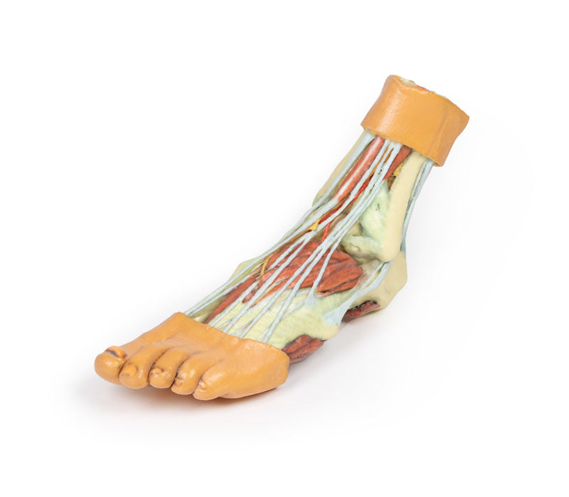 Fod - Strukturer af plantaroverfladen