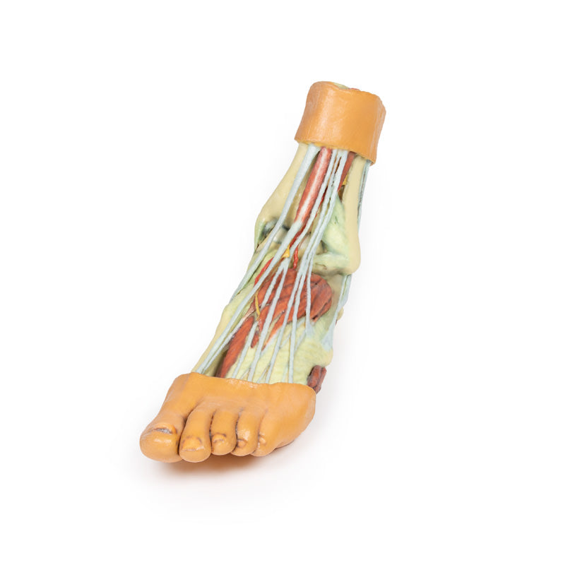 Fod - Strukturer af plantaroverfladen