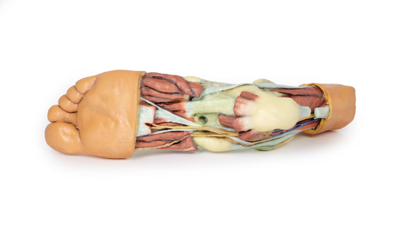 Fod - Strukturer af plantaroverfladen