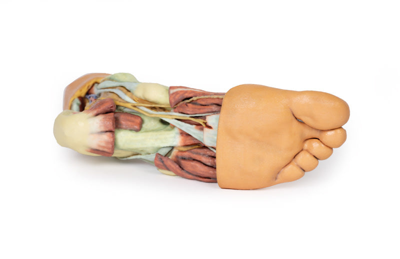 Fod - Strukturer af plantaroverfladen